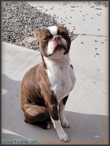 Boston Terrier Male - Rhett at Spanky's Dogs