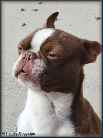 Boston Terrier Male - Rhett at Spanky's Dogs