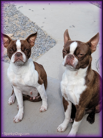 Boston Terrier Puppies will be for sale soon - BB and Rhett parents