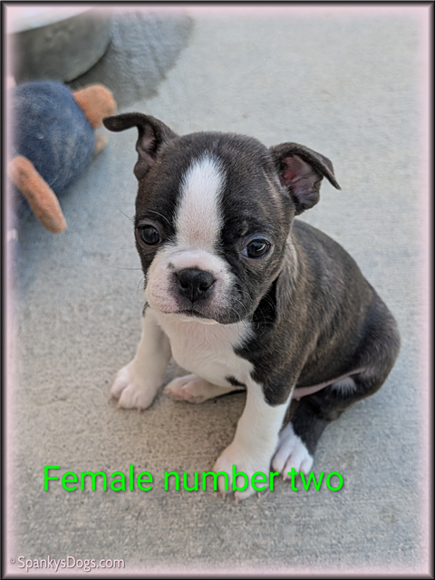 Boston Terrier Puppy for sale - Female #2 at Spanky's Dogs