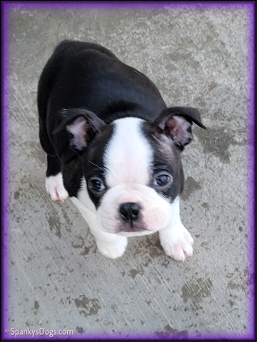 Boston Terrier Female - Esther at Spanky's Dogs