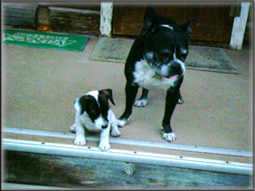 Spanky's Dogs new Boston Terrier is named in honor of Holly