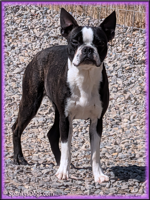 Boston Terrier Female for sale - Gill at Spanky's Dogs