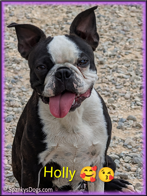Boston Terrier Female -Holly at Spanky's Dogs