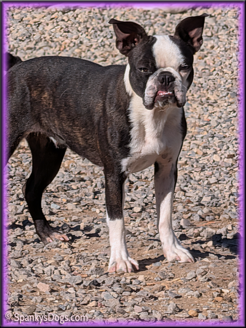 Boston Terrier Female -Holly at Spanky's Dogs