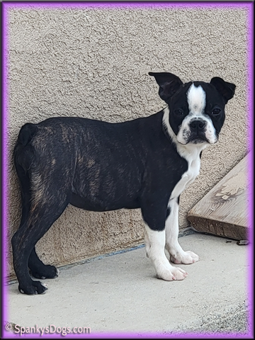 Boston Terrier puppy for sale - female #3