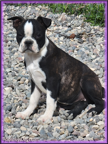 Boston Terrier puppy for sale - female #3