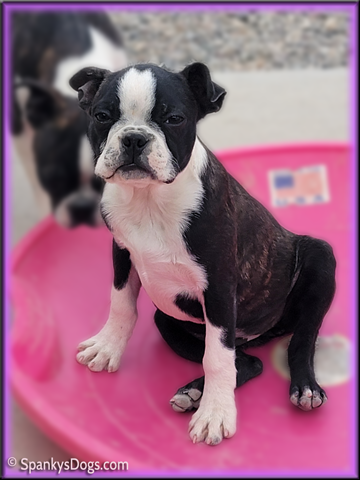 Boston Terrier female puppy for sale #3
