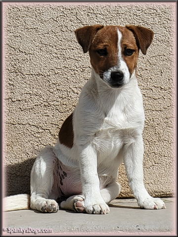 Heidi, upcoming Jack Russell Terrier Puppy's mom