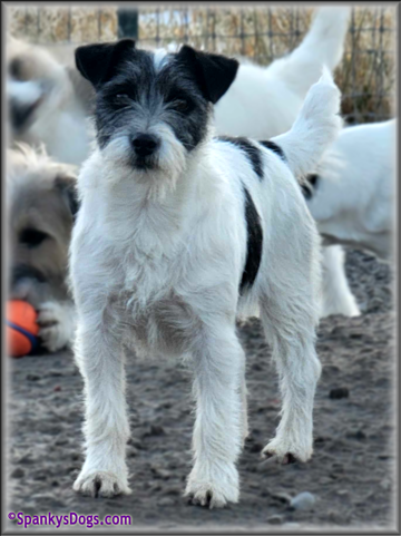 Jack Russell Terrier female Ava