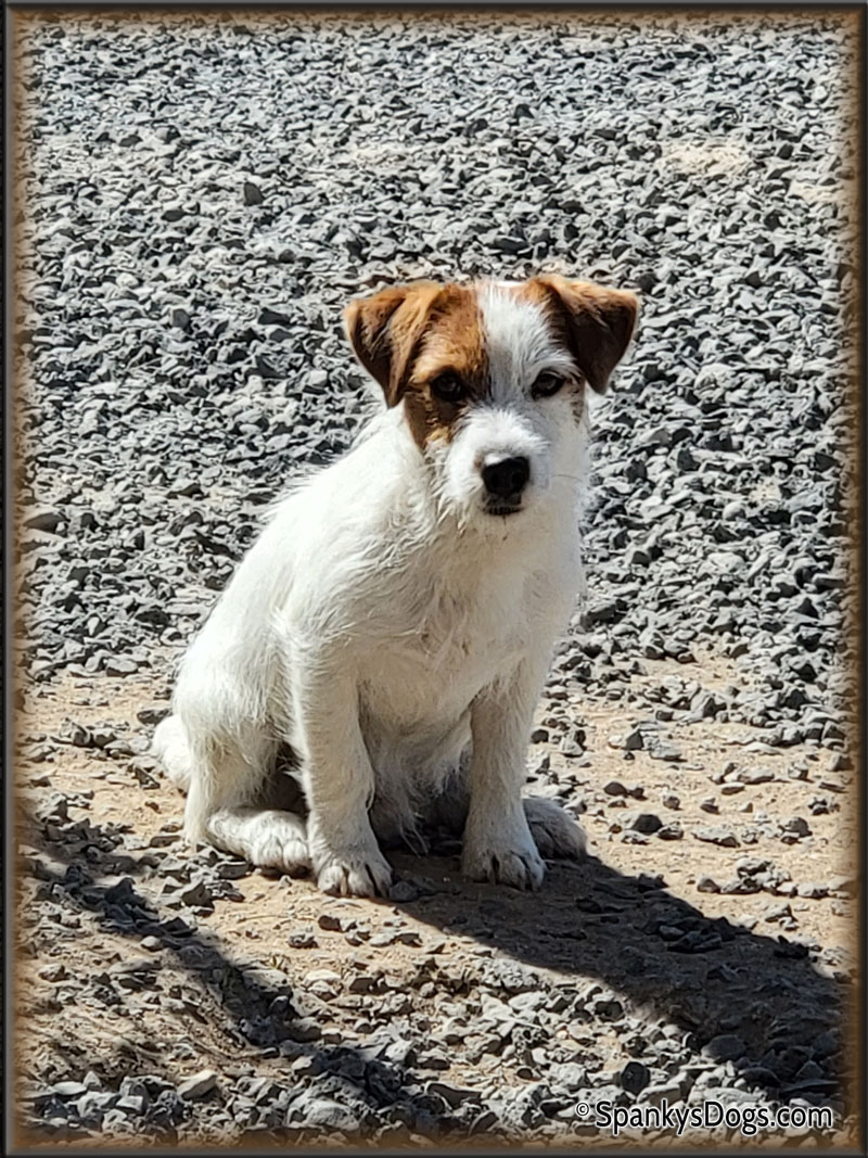 Akc jack russell clearance terrier puppies for sale