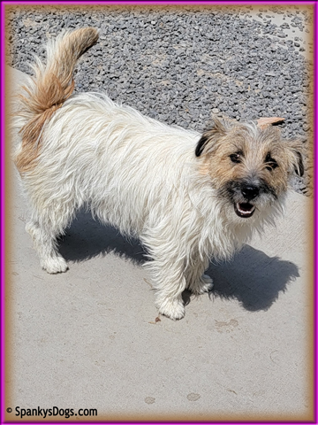 Faith - female Jack Russell Terrier