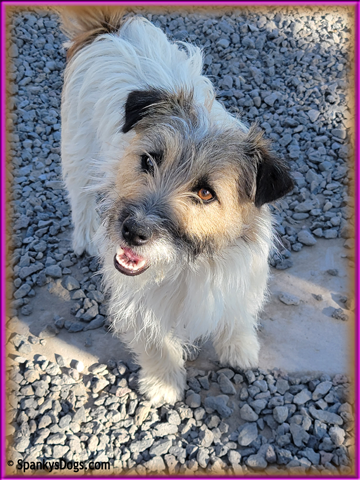 Faith - female Jack Russell Terrier