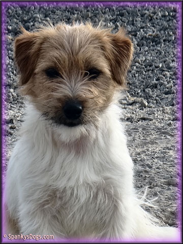 Grace - upcoming Jack Russell Terrier female at Spankys Dogs