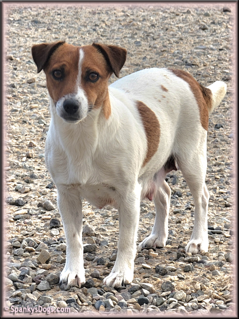 Jack Russell Terrier female Heidi