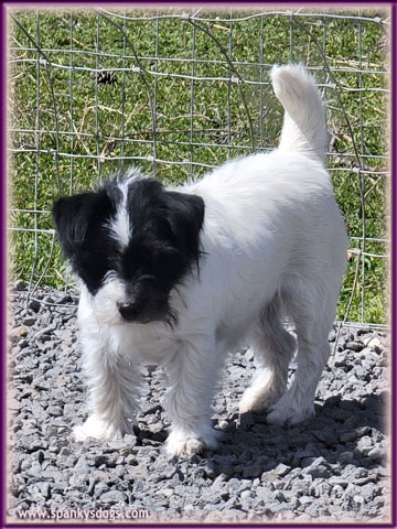 Josie - mom of  Jack Russell Terrier Puppies!