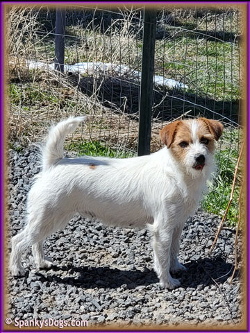 Lady, mom of Jack Russell Terrier Puppies