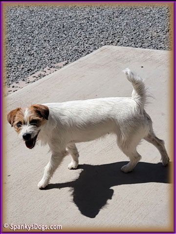 Lady, mom of Jack Russell Terrier Puppies