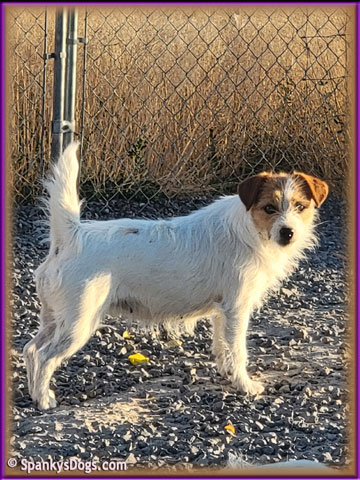 Jack Russell Terrier female