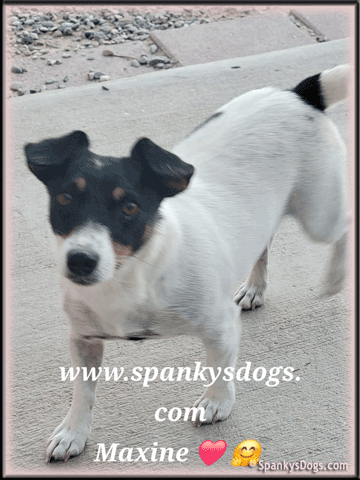 Maxine - Jack Russell Terrier female at Spankys Dogs