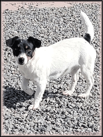 Jack Russell Terrier female Maxine
