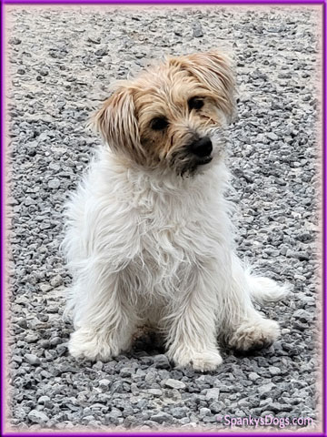 Mya - upcoming Jack Russell Terrier female at Spankys Dogs