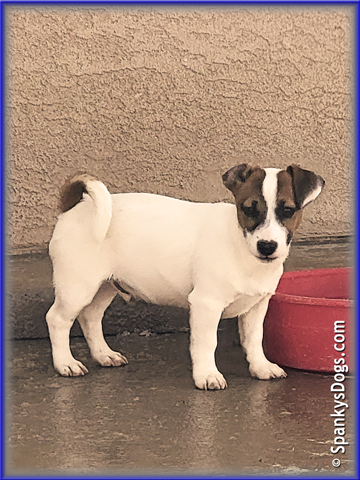 Noah - up and coming Jack Russell Terrier stud dog for sale at Spanky's Dogs