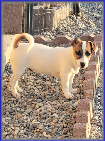 Noah - up and coming Jack Russell Terrier stud dog for sale at Spanky's Dogs