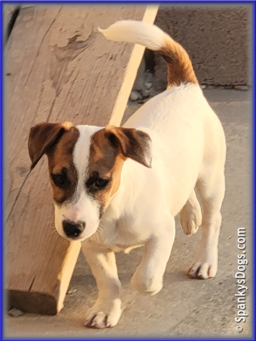 Noah - up and coming Jack Russell Terrier stud dog for sale at Spanky's Dogs