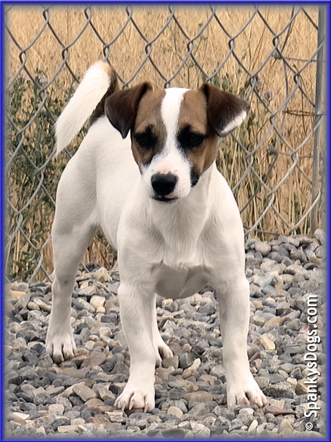 Noah - up and coming Jack Russell Terrier stud dog for sale at Spanky's Dogs