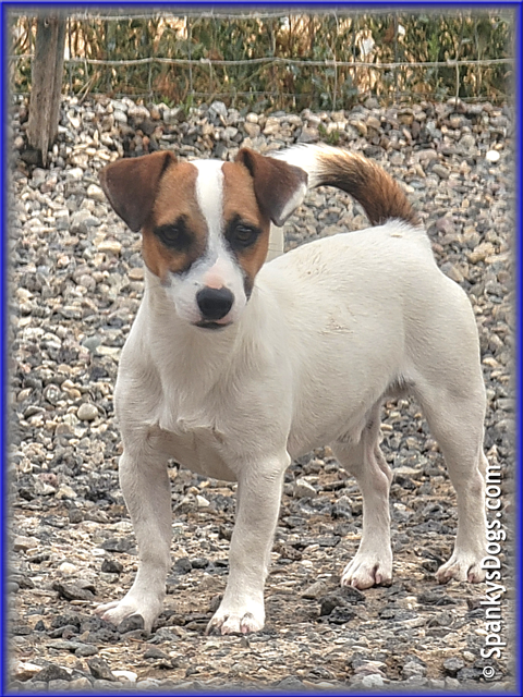 Noah - up and coming Jack Russell Terrier stud dog for sale at Spanky's Dogs