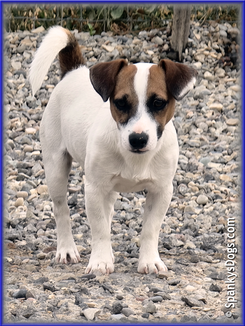Noah - up and coming Jack Russell Terrier stud dog for sale at Spanky's Dogs