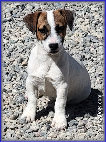 Noah - up and coming Jack Russell Terrier stud dog for sale at Spanky's Dogs