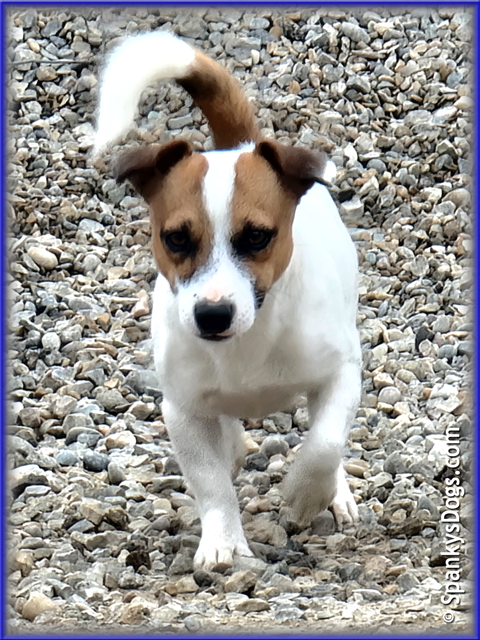 Noah - up and coming Jack Russell Terrier stud dog at Spanky's Dogs