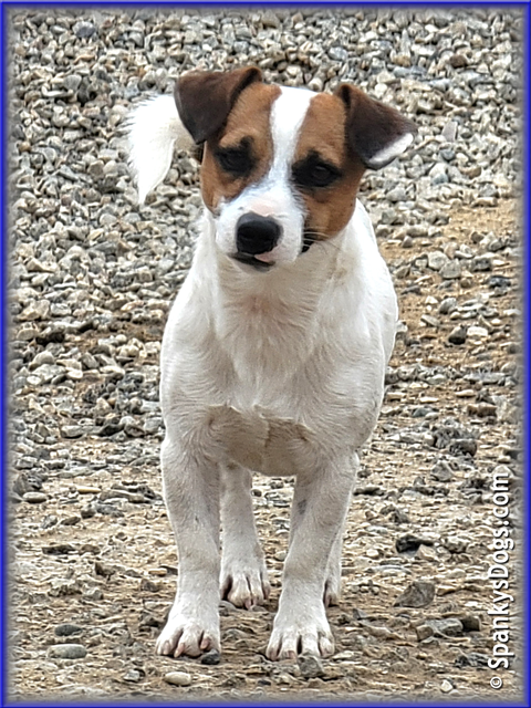 Noah - up and coming Jack Russell Terrier stud dog at Spanky's Dogs