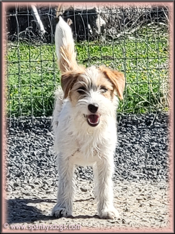 Penelope - upcoming Jack Russell Terrier female at Spankys Dogs