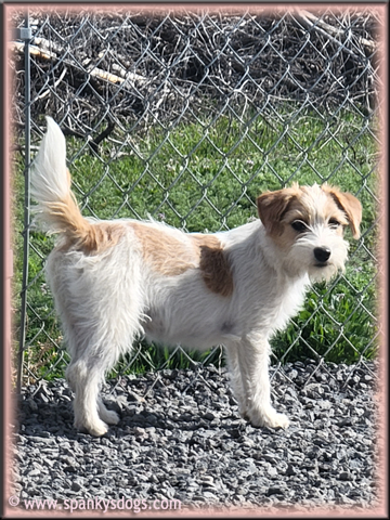 Penelope - upcoming Jack Russell Terrier female at Spankys Dogs