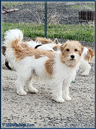 Sig, Colorado Jack Russell Terrier stud dog at Spanky's Dogs