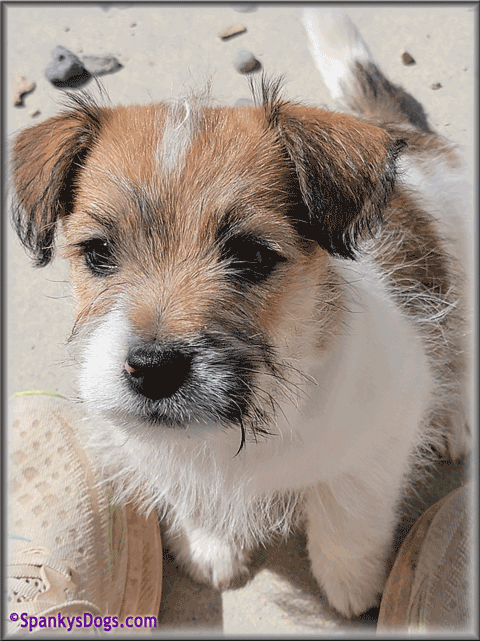 Spencer - up and coming Jack Russell Terrier stud dog at Spanky's Dogs