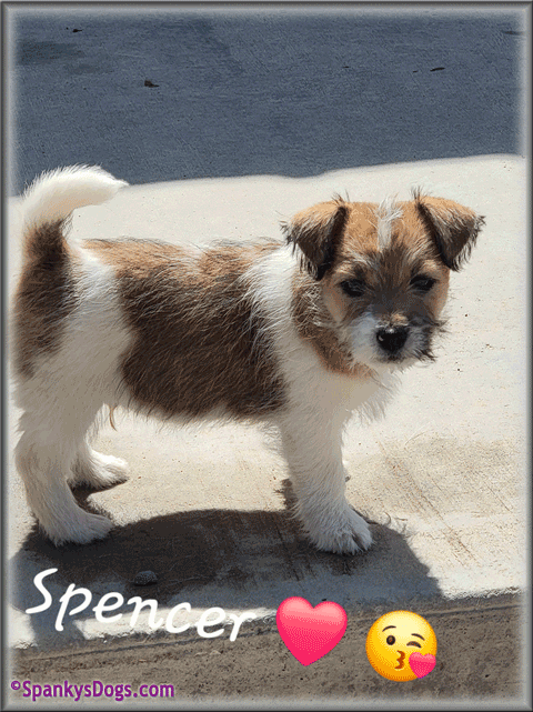 Spencer - up and coming Jack Russell Terrier stud dog at Spanky's Dogs
