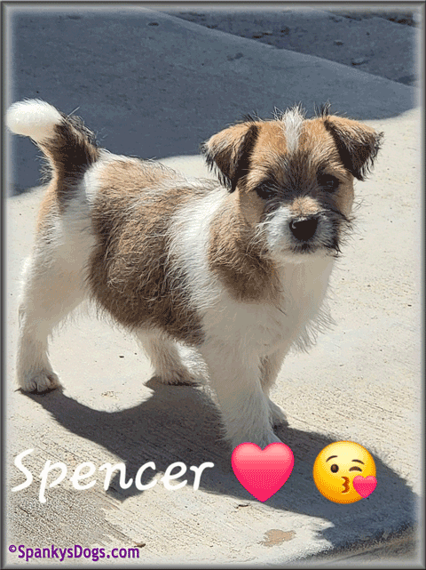 Spencer - up and coming Jack Russell Terrier stud dog at Spanky's Dogs