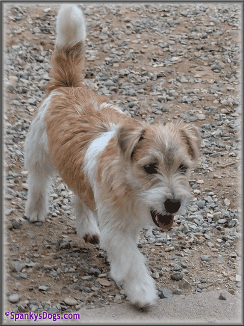 Spencer - up and coming Jack Russell Terrier stud dog at Spanky's Dogs