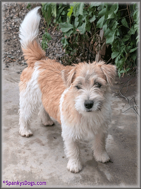 Spencer - up and coming Jack Russell Terrier stud dog at Spanky's Dogs