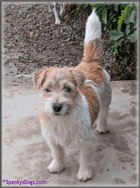 Spencer - up and coming Jack Russell Terrier stud dog at Spanky's Dogs