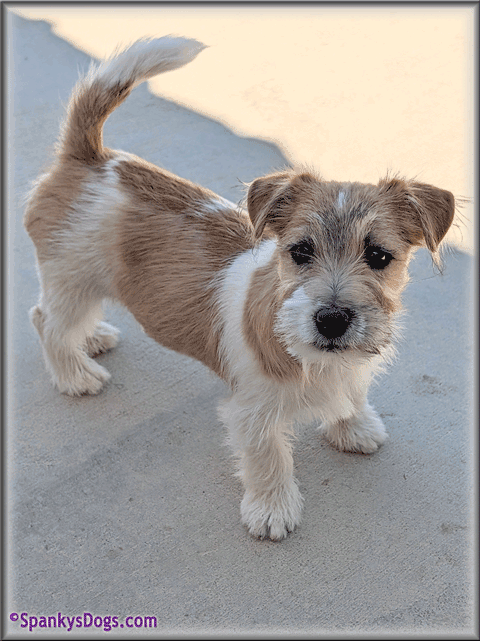 Spencer - up and coming Jack Russell Terrier stud dog at Spanky's Dogs