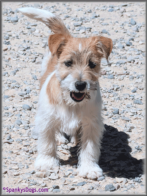 Spencer - up and coming Jack Russell Terrier stud dog at Spanky's Dogs