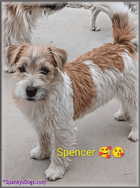 Spencer - up and coming Jack Russell Terrier stud dog at Spanky's Dogs