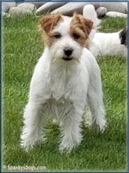 Stella, upcoming Jack Russell Terrier Puppy's mom