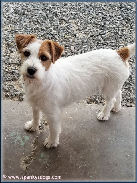 broken coat jack russell puppy