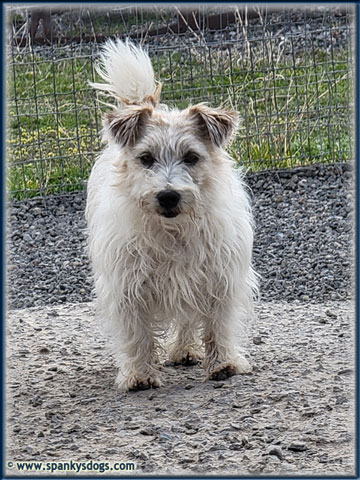 Sterling, Jack Russell Terrier stud dog at Spanky's Dogs